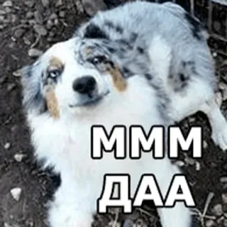 ✳️ eb17b3a9 MMM
ДАА anjing, meme, imut, hewan, rusia, Mmm, ya whatsapp sticker