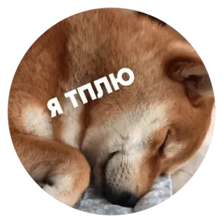 ✳️ ed59a560 Я ТППЛЮ anjing, shiba inu, tidur, imut, hewan whatsapp sticker