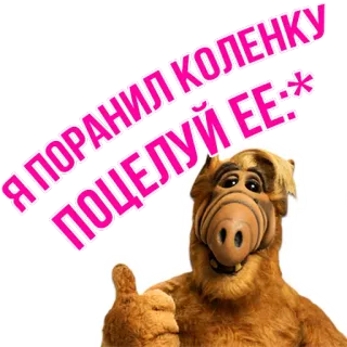 😘 757f9cee Alf Я ПОРАНИЛ КОЛЕНКУ ПОЦЕЛУЙ ЕЕ :* Alf, serie de TV, alien, marioneta, ruso, rodilla lesionada, beso telegram sticker