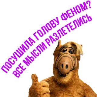 🤷‍♀️ caf1411c ALF ПОСУШИЛА ГОЛОВУ ФЕНОМ? ВСЕ МЫСЛИ РАЗЛЕТЕЛИСЬ АЛФ, Инопланетянин, ТВ-шоу, 80-е, Смешной, Комедия whatsapp sticker