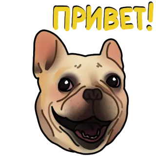 👋 2cd57ceb ПРИВЕТ! Hund, Tier, Französische Bulldogge, Haustier, Hallo, Gruß telegram sticker