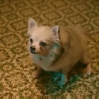 😡 a7c5a2ad anjing, chihuahua, hewan peliharaan, binatang whatsapp sticker