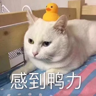 🐤 2eb3472a 感到鸭力 Katze, Ente, Quietscheente, Tier, süß, Meme whatsapp sticker