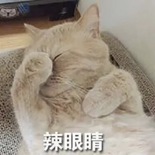 🙈 63611712 辣眼睛 Katze, Meme, Tier, Lustig, Ausdruck whatsapp sticker