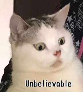 😶 c46b56b7 Unbelievable Katze, Meme, Unglaublich, Lustig, Schockiert, Reaktion, Haustier whatsapp sticker