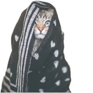 😻 8f310540 kucing, selimut, hewan peliharaan, lucu, binatang telegram sticker