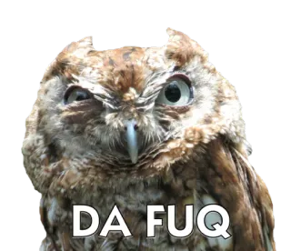 🐧 0142de05 DA FUQ 猫头鹰, 鸟, 搞笑, 动物, 表情包 telegram sticker
