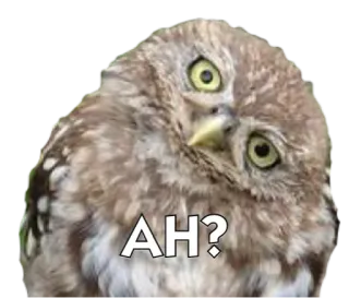 🐦 027ebee3 AH? 猫头鹰, 鸟, 困惑, 动物, 啊 telegram sticker