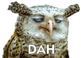 🐦 0aa6dd68 DAH 猫头鹰, 鸟, 搞笑 telegram sticker