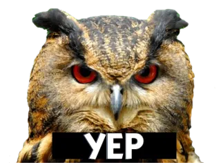 🐦 11693cfc YEP 猫头鹰, 鸟, 嗯, 是的 telegram sticker
