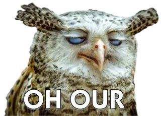 🐧 1db7b23f OH OUR 猫头鹰, 表情包, 鸟, 搞笑 telegram sticker