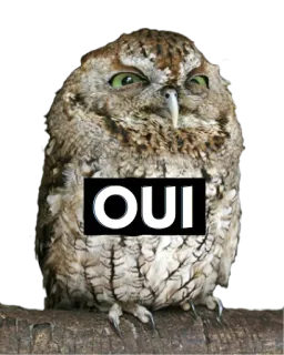 Altivo's Talking Owls telegram stickers