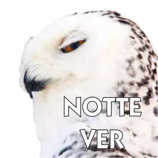 🐧 4448700e NOTTE VER 猫头鹰, 夜晚, 表情包, 白色, 动物 telegram sticker