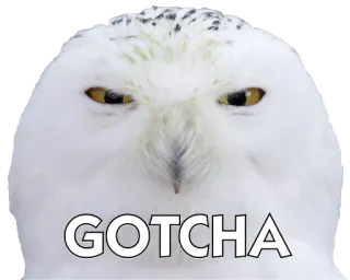 Altivo's Talking Owls telegram stickers