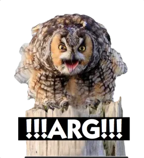 🐦 7ceb0d0f !!!ARG!!! 猫头鹰, 生气, 鸟, 野生动物 telegram sticker