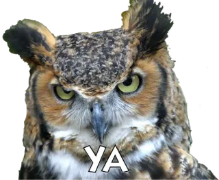 🐦 84ace868 YA 猫头鹰, 鸟, 自然, 动物 telegram sticker