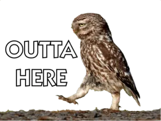 Altivo's Talking Owls telegram stickers