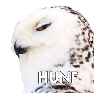 🐦 95918a49 HUNF 猫头鹰, 鸟, 动物, 白色, 眼睛 telegram sticker