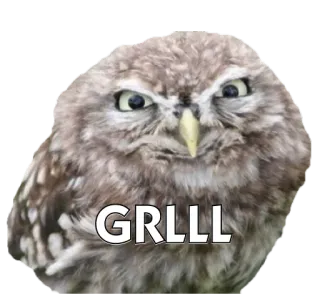 🐦 95fcaace GRLLL 猫头鹰, 生气, 动物, 鸟 telegram sticker