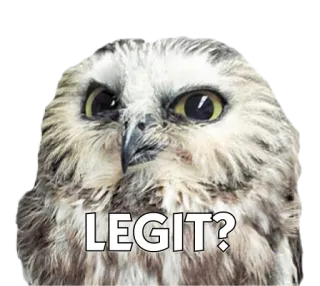 🐧 9994ea7c LEGIT? 猫头鹰, 鸟, 真的, 动物, 问题 telegram sticker
