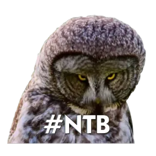 🐧 a11f1a7b #NTB 猫头鹰, 鸟, 生气, 自然, 动物 telegram sticker