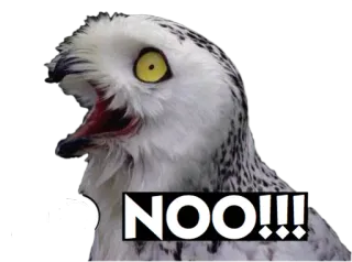 🐦 a97ab3fd NOOO!!! 猫头鹰, 鸟, 尖叫, 不 telegram sticker
