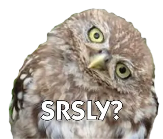 🐧 be039b24 SRSLY? 猫头鹰, 鸟, 真的, 问题, 表情包 telegram sticker