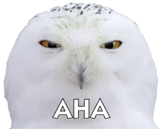 🐦 f0d341fc AHA 猫头鹰, 鸟, 雪鸮, 白色, 动物, 搞笑 telegram sticker