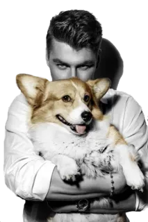 🐩 9aa0dde2 개, 남자, 코기, 동물, 애완동물 telegram sticker