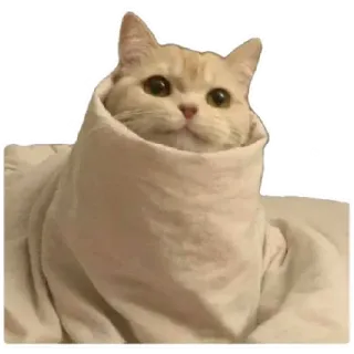 😸 0f9bcdd7 猫, 动物, 宠物, 小猫, 可爱, 毛茸茸, 萌 telegram sticker