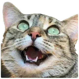 😸 48e0e16a 猫, 动物, 宠物, 哺乳动物, 家畜, 猫科动物, 快乐, 微笑 telegram sticker