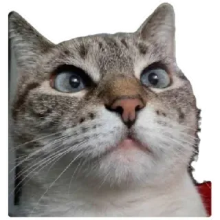 😸 4c379710 猫, 动物, 宠物, 梗, 搞笑, 可爱, 猫科 telegram sticker