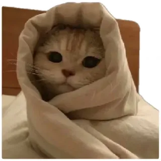 😸 4d4c6ee3 猫, 可爱, 小猫, 毯子, 舒适, 动物 telegram sticker