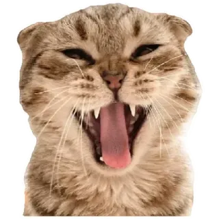 😸 74111de4 猫, 动物, 宠物, 可爱, 家养, 猫科 telegram sticker