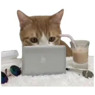 😸 82b8bac5 猫, 笔记本电脑, 饮料, 太阳镜, 麦克风, 可爱, 动物, 科技 telegram sticker