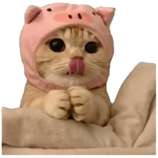 😸 b7522390 猫, 小猫, 动物, 宠物, 猪, 可爱 telegram sticker