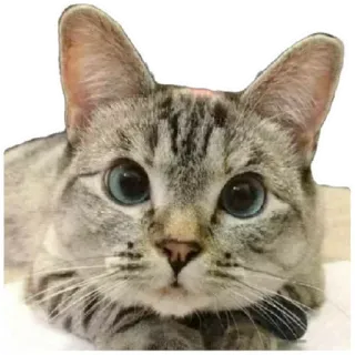 😸 e03d1c66 猫, 动物, 宠物, 可爱, 猫科动物 telegram sticker