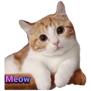 😸 e08b3dec Meow 猫, 小猫, 可爱, 喵, 动物 telegram sticker