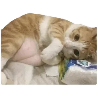 😸 e2a41ca6 猫, 小猫, 可爱, 动物, 宠物, 家养, 猫科动物 telegram sticker