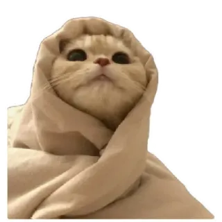 😸 e35d9ded 猫, 毯子, 可爱, 动物, 宠物, 梗, 迷人 telegram sticker