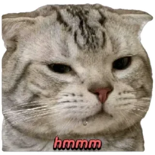 😸 e3c43c16 hmmm 猫, 表情包, 表情, 思考, 嗯, 搞笑, 可爱 telegram sticker