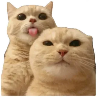 😸 eb2b8fae 猫, 猫, 小猫, 小猫, 可爱, 动物, 宠物, 宠物 telegram sticker
