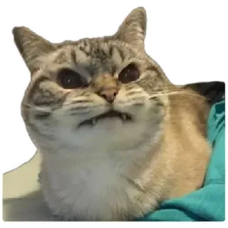 😍 fac3e253 猫, 生气, 表情包, 搞笑, 宠物, 动物 telegram sticker