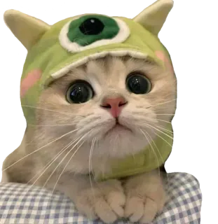 Kucing 🐈 @Anak_kucing_stiker telegram stickers