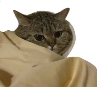 😸 5315589d kucing, binatang, lucu, hewan peliharaan, hewan peliharaan, mamalia telegram sticker