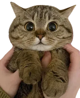 😸 bc4f700b kucing, hewan, lucu, peliharaan, domestik, mamalia telegram sticker