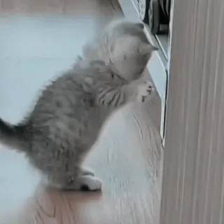 ♟ 1c400032 anak kucing, kucing, hewan, peliharaan, imut, ceria, hewan peliharaan telegram sticker