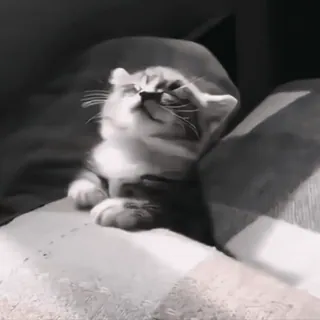 ♟ 99d88342 kucing, anak kucing, lucu, hewan, binatang peliharaan, mengantuk, istirahat telegram sticker