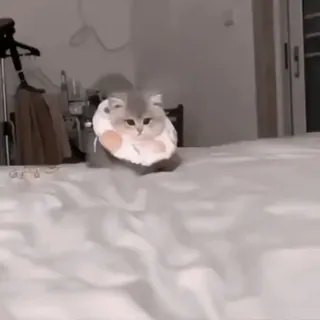 ♟ bd148147 kucing, anak kucing, lucu, hewan peliharaan, binatang peliharaan, binatang telegram sticker