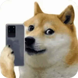🤳 561c2886 Doge 개, 밈, 도지, 동물, 인터넷 밈, 애완 동물, 웃긴 telegram sticker